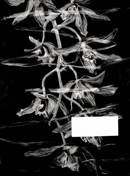Kohlezeichnung_Pflanze_Orchidee3_150x200_2011